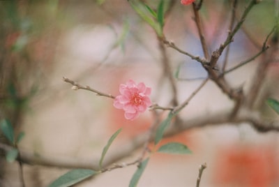 粉红色花灌木